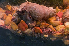 Live Freshwater  25 XLARGE Malaysian Trumpet Snails; Aquariums, Ponds, Fountain