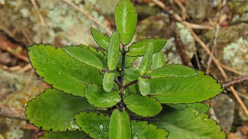 Leaf of Life Miracle Leaf Dried medicinal plant Akkapana (10 LEAVES) - Picture 5 of 5