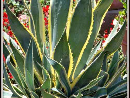 Agave titanota 'Snaggletooth' Variegated Clone - Compact Agave titanota 'Snaggletooth' Variegated Clone - Compact