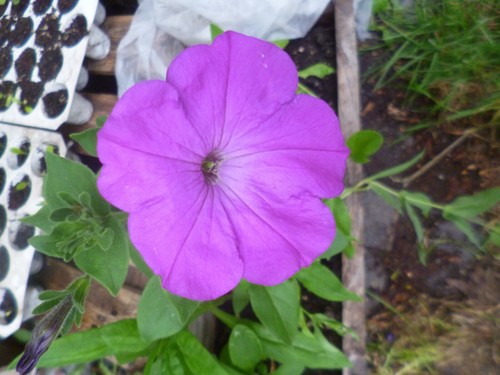 Petunien, Gartenpetunien, Mischung, rot, rosa, 100 Samen, Petunia,