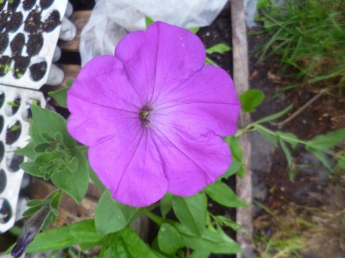 Petunien, Gartenpetunien, Mischung, rot, rosa, 100 Samen, Petunia, - Bild 1 von 2