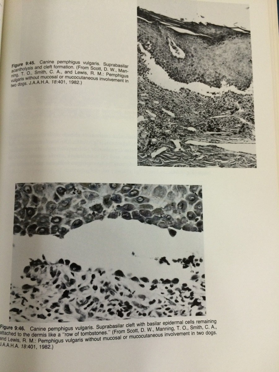 洋書 Small Animal Dermatology 3rd Edition Small Animal Dermatology: A Color Atlas and Therapeutic