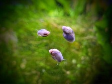 Bladder Snails - Pond Snails - 50 Feeder Snails - live aquatic plants