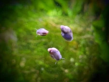 Bladder Snails - Pond Snails - 50 Feeder Snails - live aquatic plants