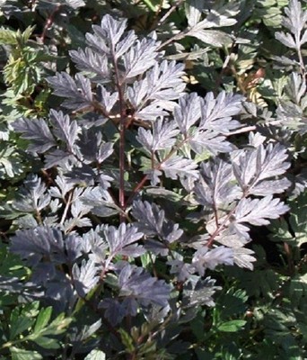 Hardy Perennial Anthriscus Sylvestris /'Ravenswing/' Cow Parsley 15 Seeds