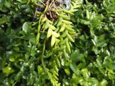 Rare Dendrobium keithii orchid plant  FS not in bloom, mounted