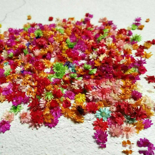 200-2000PCS Real Dried Flowers For Art Craft Epoxy Resin Candle Making Jewellery - Picture 5 of 10
