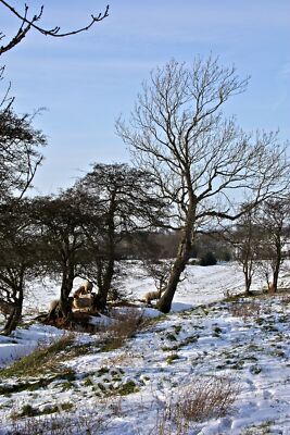 Photo 6x4 Sheep feeding, East Harlsey Sheep were feeding from a bale of s c2012