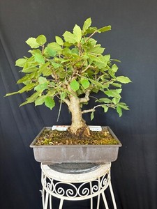 bonsai carmona care Bonsai Carmona in 6
