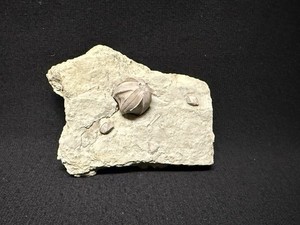 Blastoid-Plump Pentremites w/ 2 Smaller Blastoids-Illinois-Fossils, Trilobite