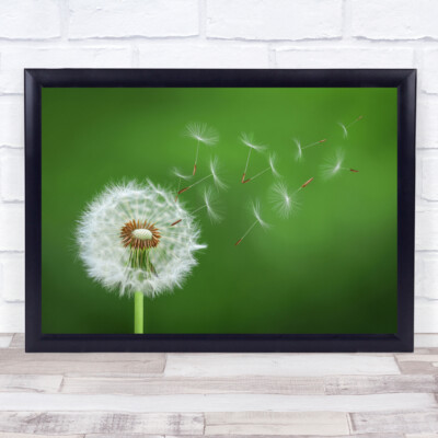 Abstrakter blasender Pusteblumen zarte Flora Blume zerbrechlich Wandkunstdruck