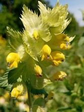 Klappertopf, Rhinanthus alectorolophus, yellow rattle, 100 seeds, samen