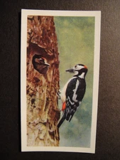 BROOKE BOND PG TIPS BRITISH BIRDS FRANCES PITT  #8 GREATER SPOTTED WOODPECKER