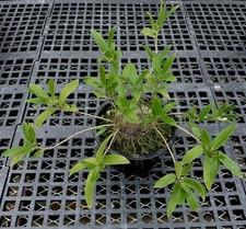 Squamellaria huxleyana-beautiful caudexed epiphytic Fijian ant plant-warm grower
