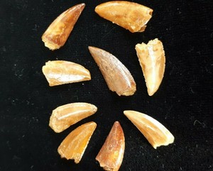 Rare Dromaeosaur RAPTOR tooth fossil Dinosaur teeth fossilized Dromaeosaurus | eBay