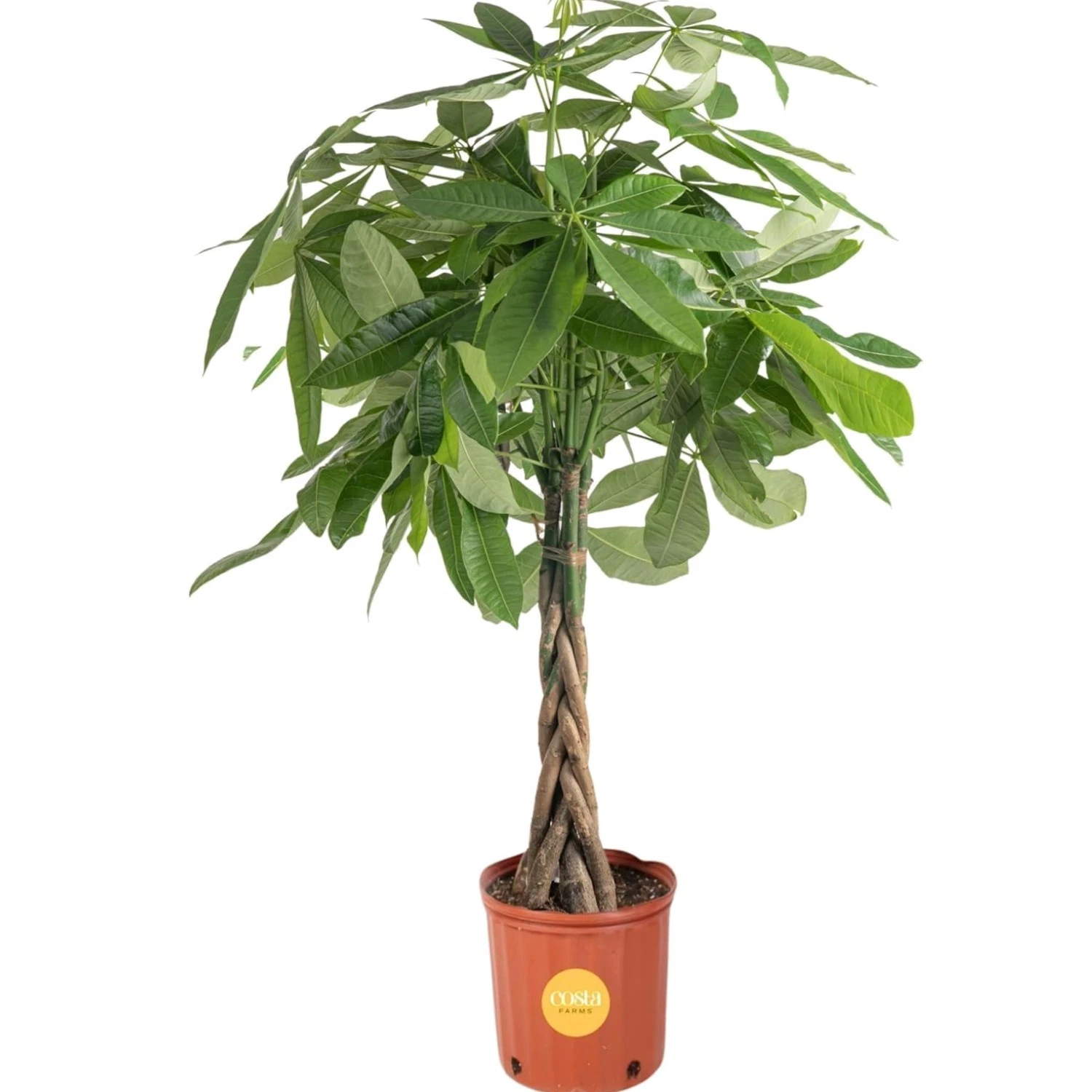 Money Tree Live Plant in Plastic Pot, Easy to Maintain, Large Indoor Housepla...
Opens in a new wind
