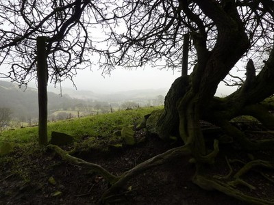 Photo A2 Hawthorn roots Kettleshulme Gnarled roots line this sunken trac c2011