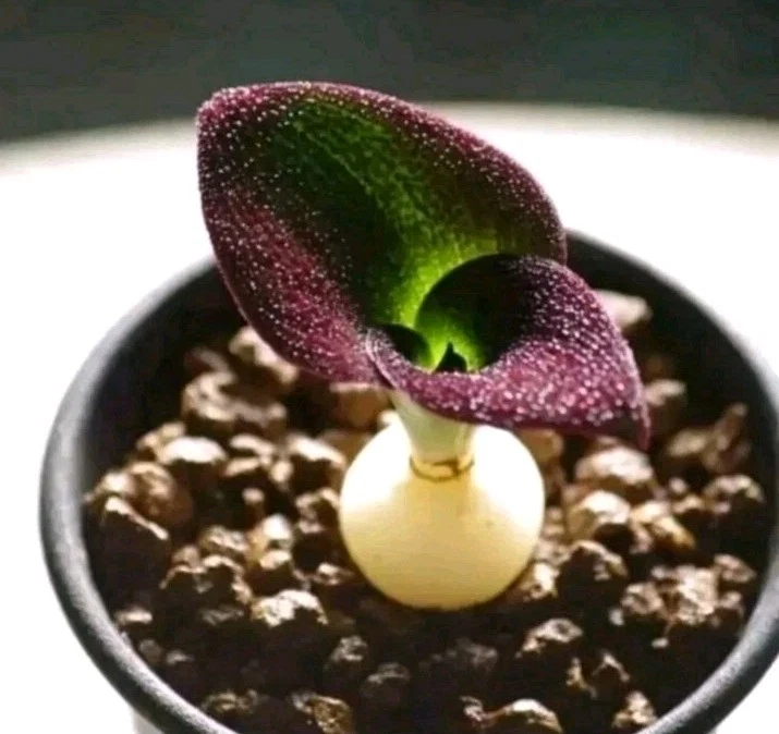 Massonia amoena, 5 Years leaves wide nice Succulent plant
Opens in a new window or tab