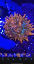 Fire And Ice Bubble Tip Anemone
