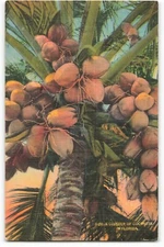 Postcard Cluster of Coconuts in Florida unposted VTG ME8.