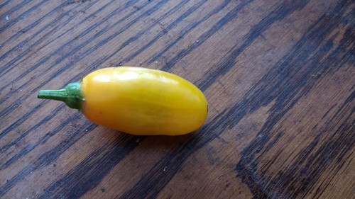 Manzano Pepper Yellow Teardrop 24 seeds FREE DELIVERY - Picture 8 of 23