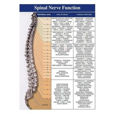 Spinal Nerve Function Anatomy Chart Poster