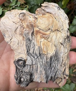 ☘️RR⛏️: Detailed Driftwood Woodworthia Arizona Petrified Wood🪵