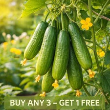 Vegetable Cucumber Seeds | Beth Alpha | 40 Seeds | Greenhouse Salad Cucumber
