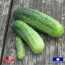 60 Pickling Bush Pickle Cucumber Seeds Non-GMO Heirloom Vegetable BTGO 75% OFF