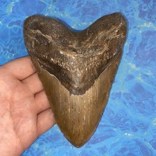 MEGALODON SHARK TOOTH 5.89 HUGE TEETH MEG SCUBA DIVER DIRECT FOSSIL NC 2208