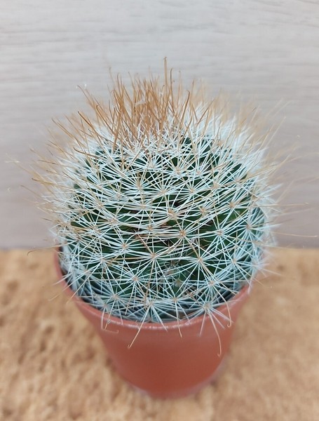 6589 MAMMILLARIA Marcosii 5,3cm. De semilla.