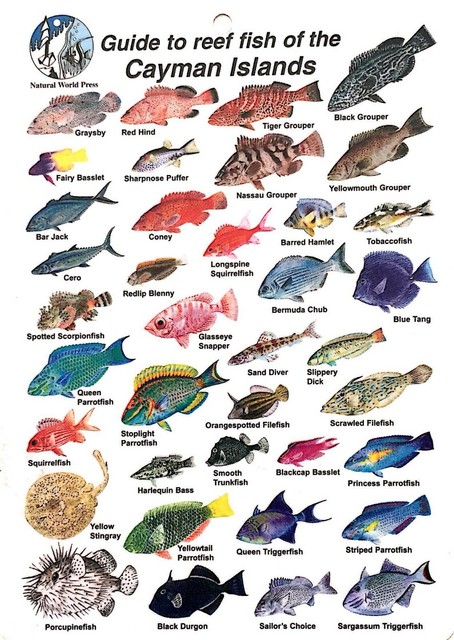 Guide To Reef Fish of Cayman Islands - Fish ID Card | eBay