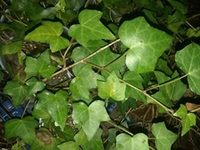 4 English Ivy Live rooted segments (Hedera helix)