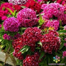 200+ Pinocchio Mix Carnation Seeds for Garden Planting - USA - FREE SHIPPING!
