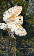 Rainman - Barn Owl by Esther van Hulsen Bird Wildlife Fine Art Print 13x19