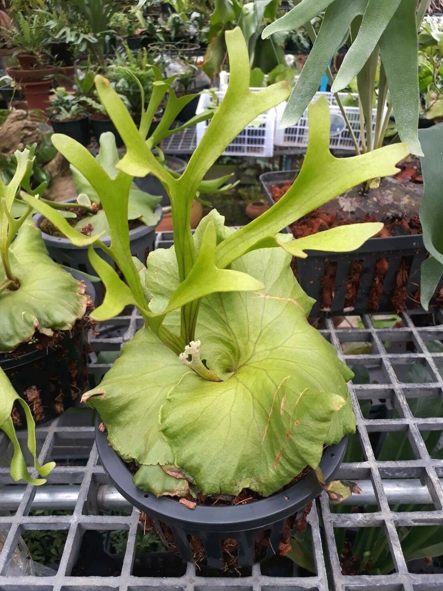 Staghorn Fern Platycerium Mt Kitshakood Thin Form plant FREE Staghorn Fern Platycerium Mt Kitshakood Thin Form plant FREE
