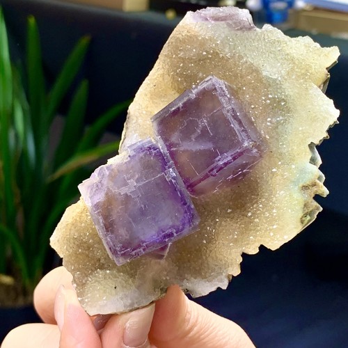 270G Inner Mongolia natural transparent purple cubic fluorite mineral - 第 12/23 張圖片