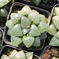 6-8CM Bolus leaf  Haworthia Sunlight Succulent plant Beautiful Plant  Large
