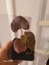 Potted Fully Rooted "Blackie" Sweet Potato Vine 