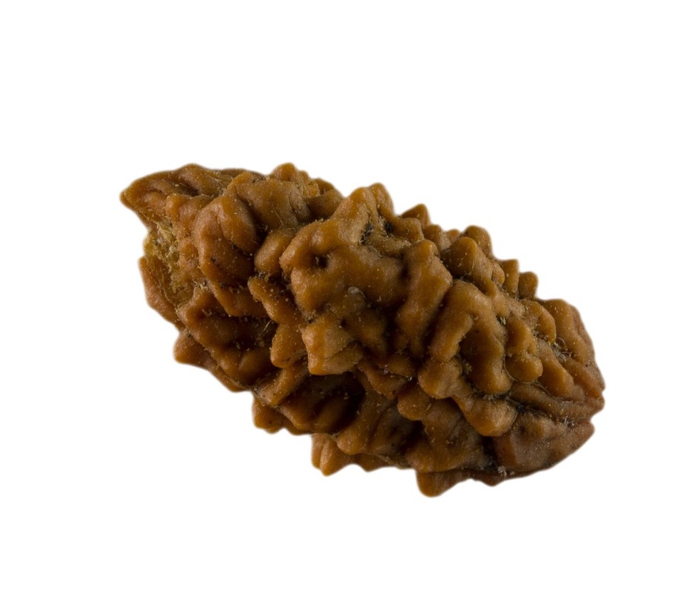 Semi Da Rudraksha 2 Faces 28 MM 2.6 G Nepal Top Qualità AAA+ 26080 eBay