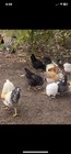 12 (1 DZ) Fresh-fertile Barnyard Mix Chicken Egg’s. Unwashed. — photo 2