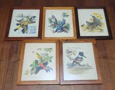 5 Vintage Framed Under Glass Peterson Bird Prints