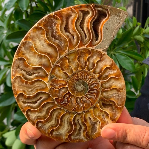 323G Rare! Natural Tentacle Ammonite FossilSpecimen Shell Healing Madagas - Picture 13 of 13