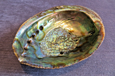 GROSSE 18,5 cm ABALONE PERLMUTT MEERESMUSCHEL SEIFENSCHALE SCHMIERSCHALE