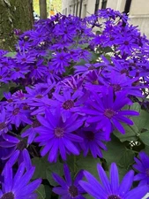 Digital Image Picture Wallpaper Background Desktop Purple Flower! Only 0.99 Cent