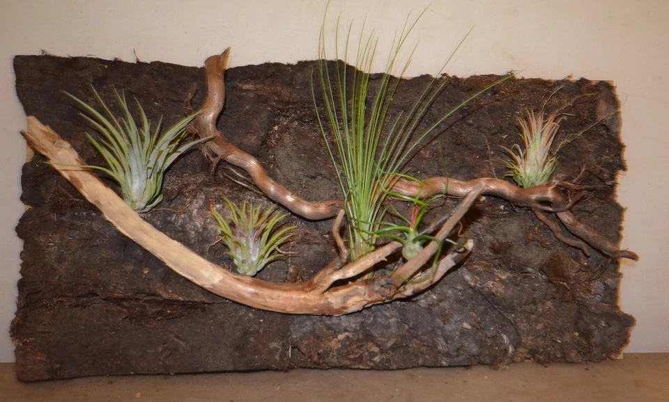 MARKENLOS 3D -Torf-Rückwand mit echten Moorkienästen 60 x 30 cm, ohne Tillandsien