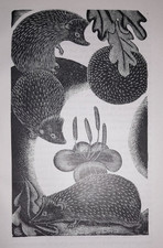 OLDHAM HEDGEHOG HEDGEHOGS Print Woodcut by Claire C1940s