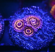 DIYreefer Live Coral WYSIWYG Aquacultured Stratosphere Zoa 3 Polyp Frag