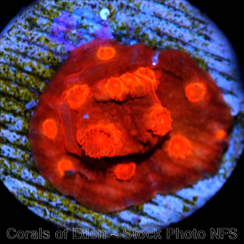 Corals of Eden ~ NON WYSIWYG Live Coral Frag ~ Red Dragon Cyphastrea ~ LPS SPS