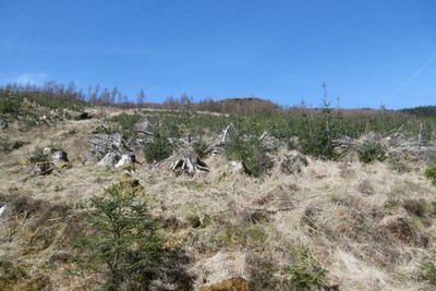 Foto 6x4 Junge Bäume, Glen Tarsan Allt Gleann Laoigh Die nächste Generation c2017